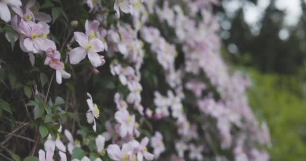 Gyönyörű Lila Virágok Botanikus Kertben — Stock videók