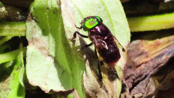 Gros Plan Mouche Verte Sur Une Feuille Verte — Video