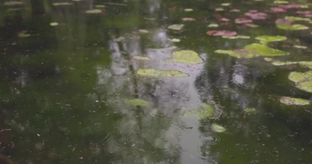 Metraje Gotas Lluvia Lago Musgoso Bosque — Vídeos de Stock