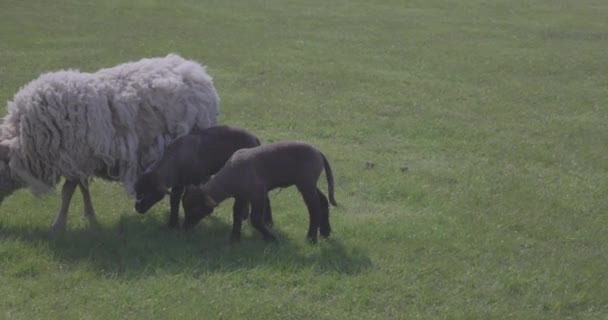 Grazing Mother Sheep Lamb Green Farmland — Stock Video