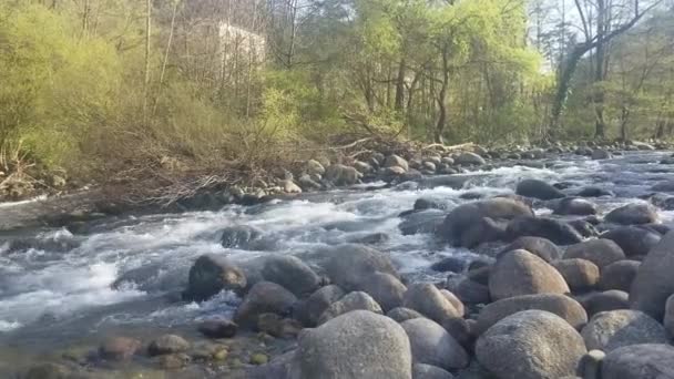 緑豊かな木々と岩の多い崖が広がる荒野を流れる活気ある川の1080Pビデオ晴れた日 — ストック動画