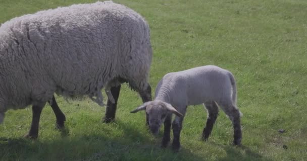 Grazing Mother Sheep Lamb Green Farmland — Stock Video