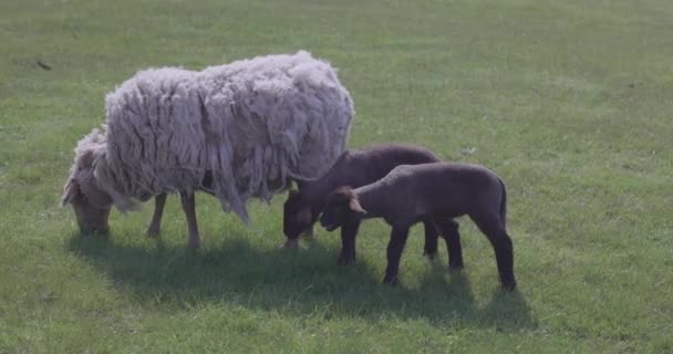 牧草地の母羊と緑の農地の子羊 — ストック動画