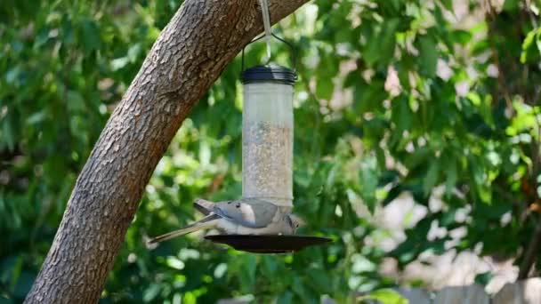 Gros Plan Une Colombe Collier Eurasien Mangeant Une Mangeoire — Video