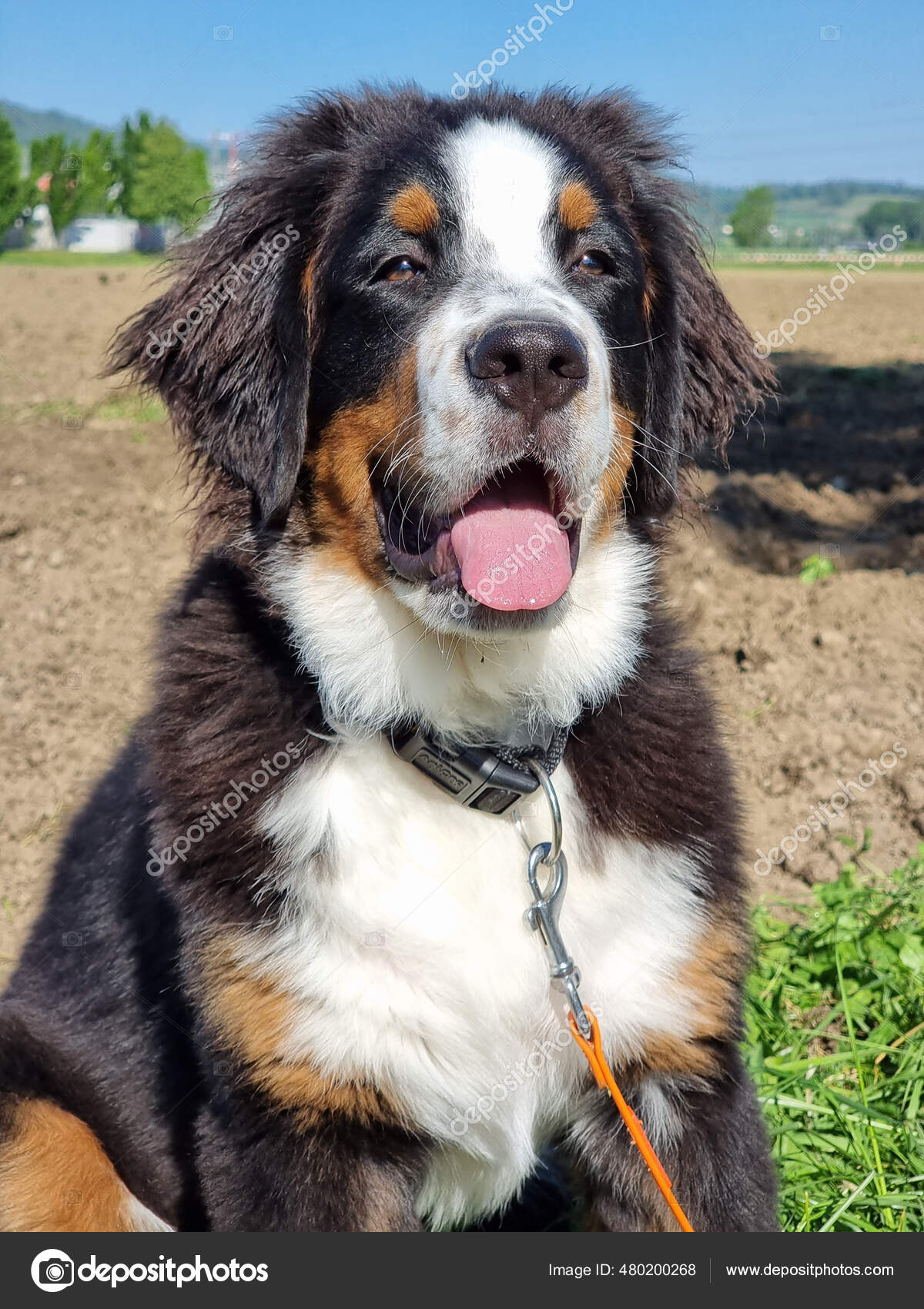 bernese mountain dog collar