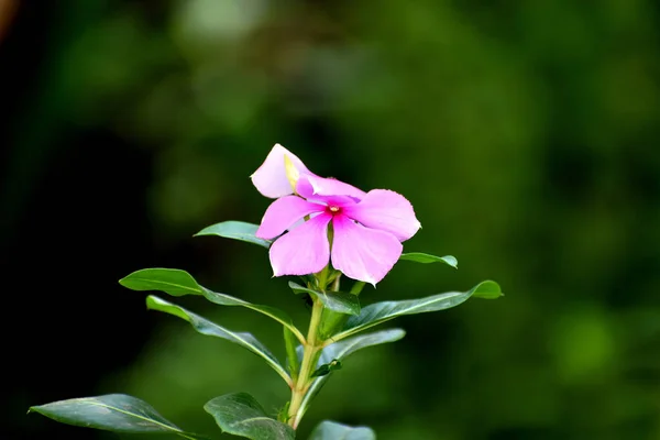 Närbild Bild Bild Rosa Cape Periwinkle Suddig Bakgrund — Stockfoto