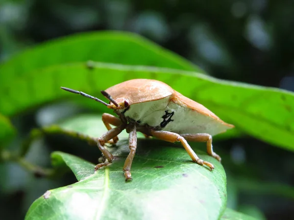 Una Macro Toma Bicho Apestoso Marrón Hojas Color Verde Oscuro —  Fotos de Stock