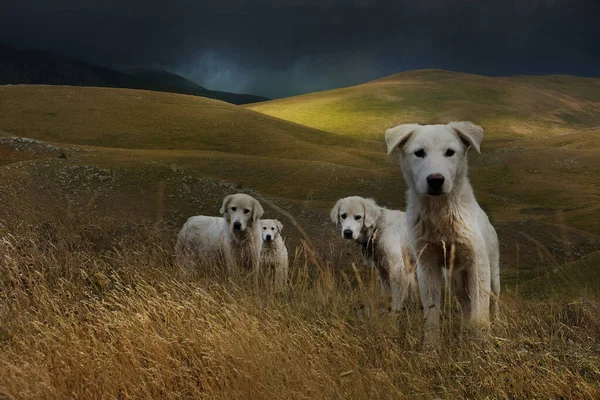 Grupo Perros Perdigueros Blancos Prado Con Montañas Cielo Oscuro Fondo —  Fotos de Stock
