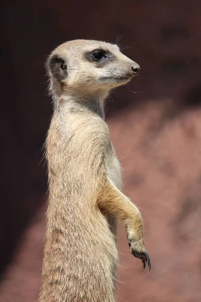 Tiro Perto Meerkat Procura Algo — Fotografia de Stock