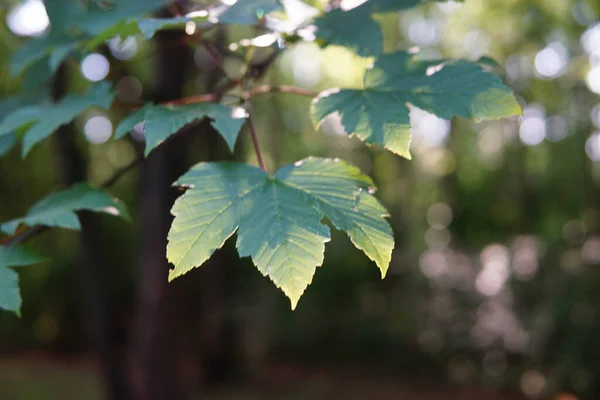 Ağaçların Güneş Işığının Arka Planında Yeşil Yaprakların Sığ Bir Odağı — Stok fotoğraf