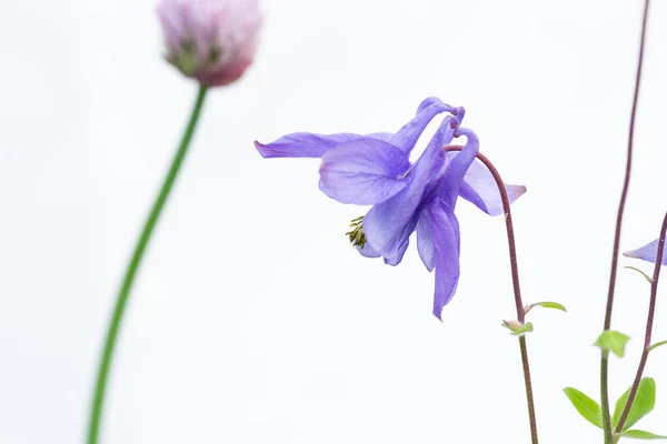 Eine Nahaufnahme Einer Lila Columbine Blume Und Einer Schnittlauchblume Auf — Stockfoto