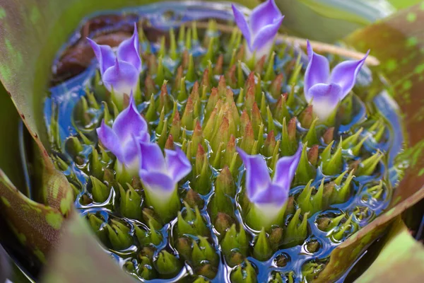 Plano Ángulo Alto Una Planta Exótica Con Pétalos Púrpura Hojas — Foto de Stock