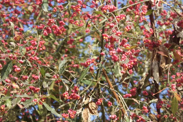 Een Shot Van Gewone Spindel Bush Met Fruit Ornamenten Die — Stockfoto