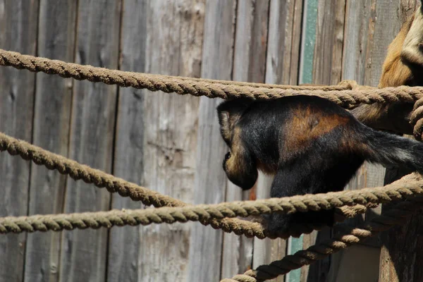 Sebuah Gambar Close Capuchin Atau Capuchin Coklat Sapajus Apella Berumbai — Stok Foto