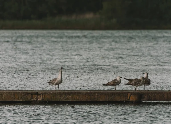 Eine Gruppe Möwen Mit Einer Einsamen Möwe Die Neben Ihnen — Stockfoto