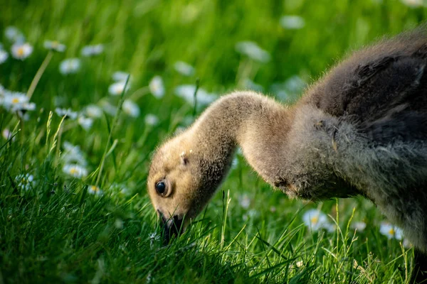 Gündüz Vakti Gölde Şirin Bir Ördek Yavrusunun Yakın Çekimi — Stok fotoğraf