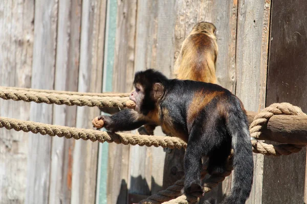 Närbild Tuftad Capuchin Eller Brun Capuchin Sapajus Apella Repet — Stockfoto