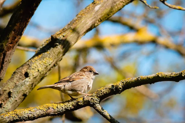 Ein Niedlicher Baumsperling Sitzt Auf Einem Bemoosten Ast Einem Sonnigen — Stockfoto