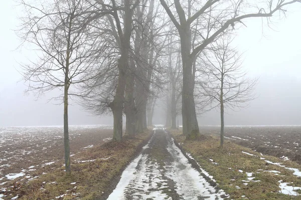 薄雪に覆われた未舗装の道路で 霧の多い冬の日には両側に葉のない木があります — ストック写真
