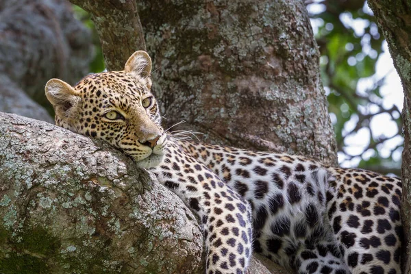 Tiro Perto Leopardo Descansando Uma Árvore Depois Uma Caçada Parque — Fotografia de Stock