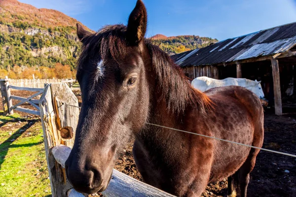 Selective Focus Brown Horse Ranch Bariloche Argentina — Stock Photo, Image