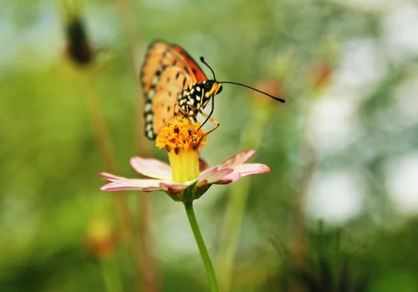 Gros Plan Papillon Coloré Sur Une Fleur Rose — Photo