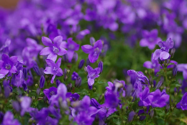 Selektiv Fokusbild Dekorativa Violetta Blommor Park — Stockfoto