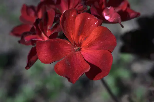 在室外阳光普照的田野里 一束淡淡的红色花朵 背景模糊 — 图库照片