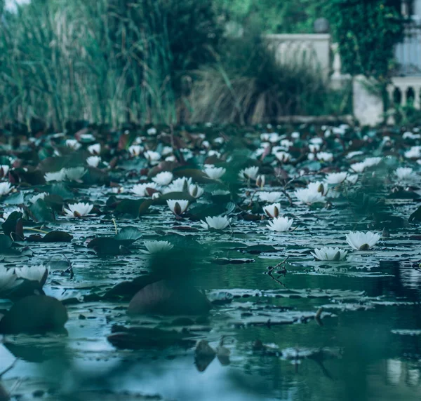 Прекрасне Озеро Темний День Ліліями Білої Води Воді Високою Травою — стокове фото