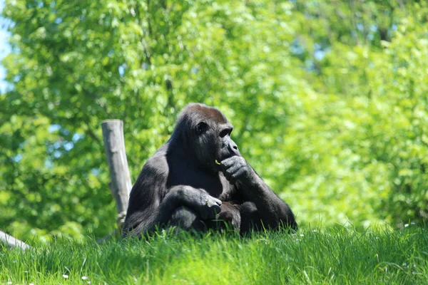 Portret Unei Gorile Orientale Parcul Verde — Fotografie, imagine de stoc