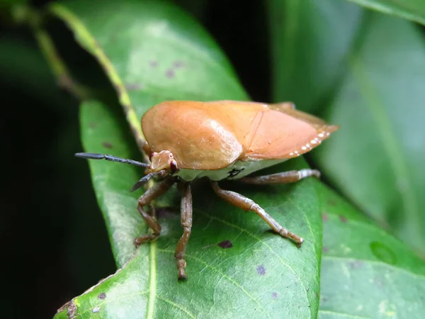 Plan Macro Insecte Puant Avec Petits Yeux Rouges Perlés Sur — Photo