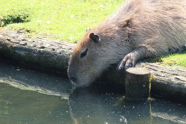 Een Dichtbij Shot Van Een Capybara Drinkend Water Van Een — Stockfoto