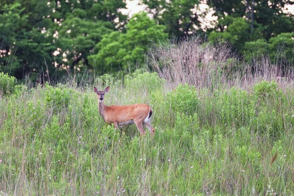 Beau Cliché Cerf Dans Champ — Photo