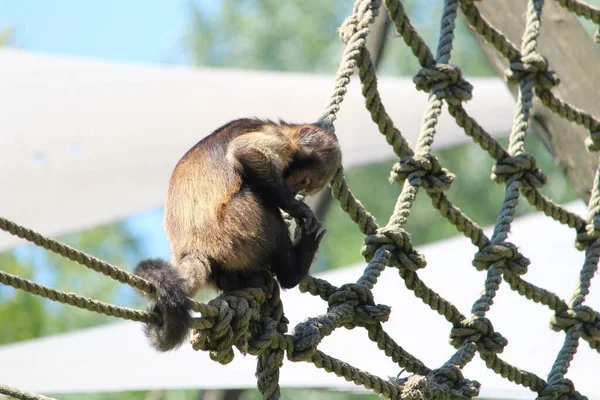 Närbild Tuftad Capuchin Eller Brun Capuchin Sapajus Apella Repet — Stockfoto