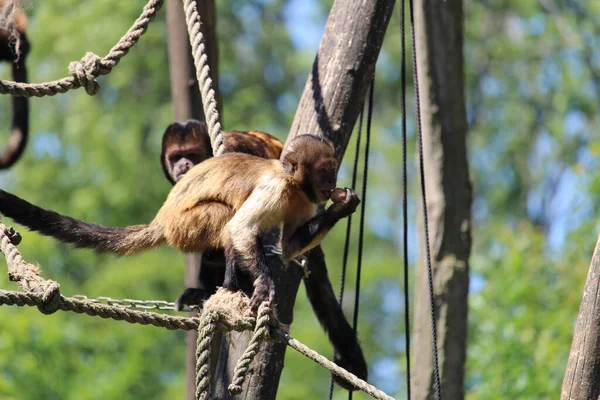 Närbild Tuftade Capuchins Eller Bruna Capuchins Sapajus Apella Repet — Stockfoto