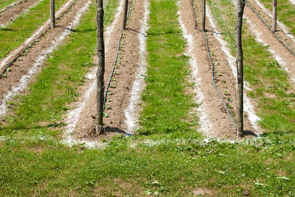 Een Tuin Met Rijen Komkommer Plantages — Stockfoto