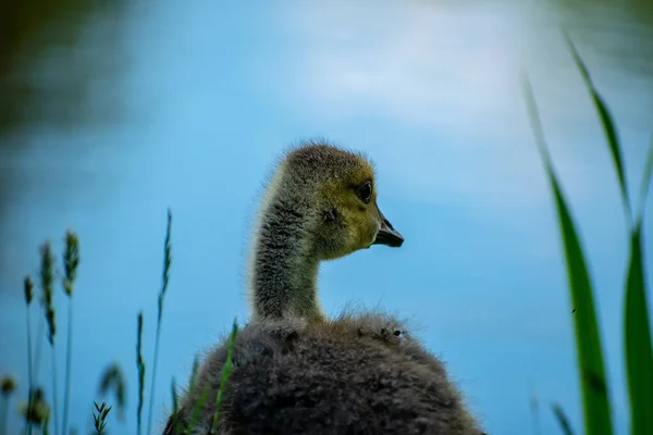Gündüz Vakti Gölde Şirin Bir Ördek Yavrusunun Yakın Çekimi — Stok fotoğraf