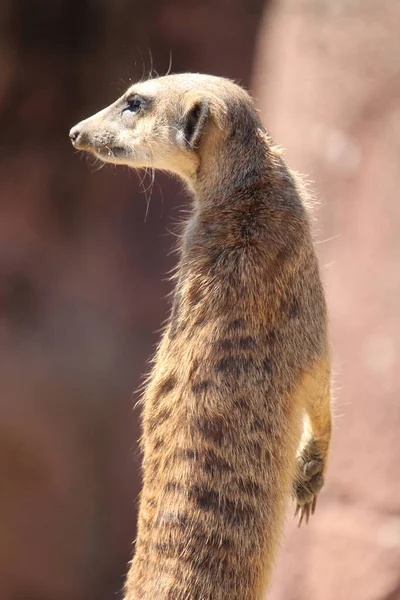 Sebuah Tembakan Closeup Dari Meerkat Mencari Sesuatu — Stok Foto