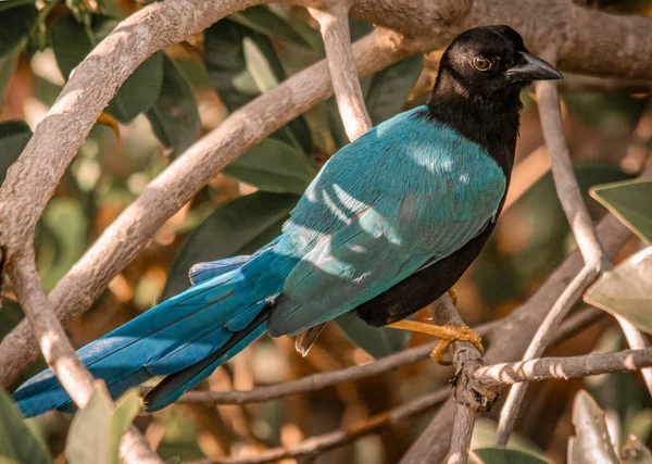 Gros Plan Geai Yucatan Perché Sur Une Branche Bois — Photo