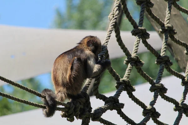 Closeup Shot Tufted Capuchin Brown Capuchin Sapajus Apella Rope — Stock Photo, Image
