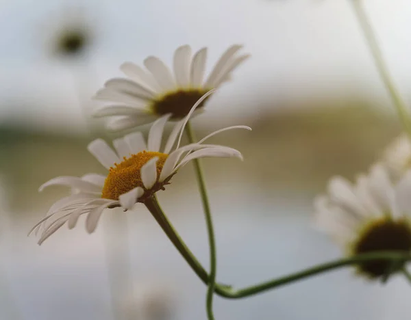 Eine Nahaufnahme Schöner Kamillenblüten Auf Verschwommenem Hintergrund — Stockfoto