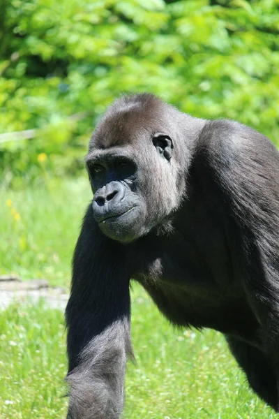 Eine Vertikale Aufnahme Eines Gorillas Auf Einem Grünen Gras — Stockfoto