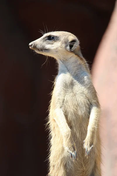 Tiro Perto Meerkat Procura Algo — Fotografia de Stock