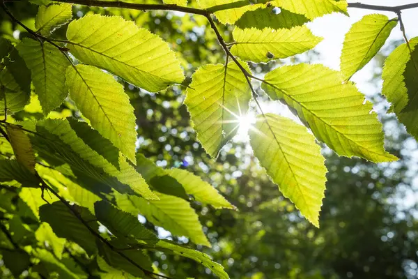 Tiro Perto Luz Solar Cobrindo Folhas Uma Árvore — Fotografia de Stock