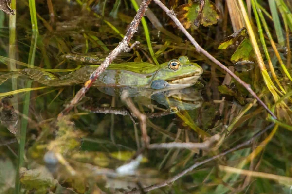 Colpo Del Volto Della Rana Nello Stagno Circondato Vegetazione Acquatica — Foto Stock