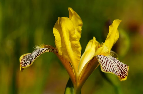 Egy Sárga Írisz Virága Botanikus Kertben Frankfurtban Valószínűleg Iris Variegata — Stock Fotó