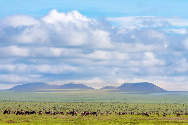 Természeti Kilátás Hatalmas Gnúcsordák Serengeti Nemzeti Park Tanzánia — Stock Fotó