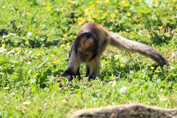 Gros Plan Capucin Touffu Capucin Brun Sapajus Apella Sur Herbe — Photo