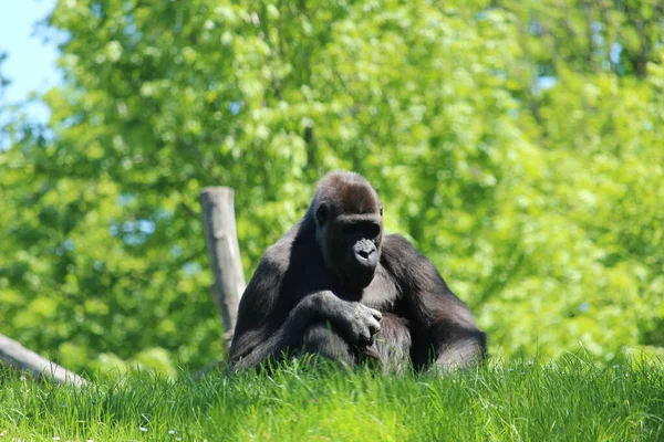 Ein Großer Gorilla Ruht Auf Einem Grünen Gras — Stockfoto