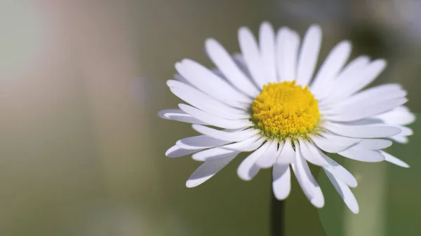 Foyer Sélectif Une Fleur Camomille Entièrement Épanouie Sur Fond Flou — Photo